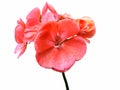 Pelargonium flower