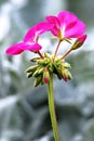 Pelargonium flower Royalty Free Stock Photo