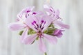 Pelargonium flower, close-up. macro photo. Royalty Free Stock Photo