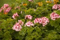 Pelargonium flower on the garden-bed. Geranium Royalty Free Stock Photo