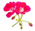 Pelargonium flower Royalty Free Stock Photo
