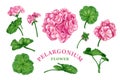 Pelargonium flower set sketch color