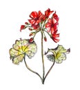 Pelargonium flower in watercolor