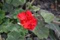 Pelargonium. Flowerbed. Garden plants. House plants