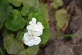 Pelargonium. Flowerbed. Garden plants. House plants Royalty Free Stock Photo