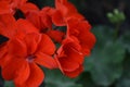 Pelargonium. Flowerbed. Garden plants. House plants