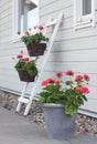 Pelargonium flowers