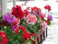 Pelargonium flowers in the summer rain, copy space