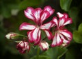 Pelargonium flowers