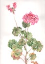 Pelargonium flowers watercolor painting