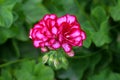 Pelargonium fully blooming bi-colored flowers with petals in white to dark red color growing in one large flower ball surrounded