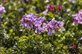 Pelargonium fynbos flowers