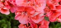 Pelargonium in the garden. geranium flowers in summer garden. Bright pelargonium Royalty Free Stock Photo