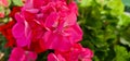 Pelargonium in the garden. geranium flowers in summer garden. Bright pelargonium Royalty Free Stock Photo