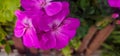 Pelargonium in the garden. geranium flowers in summer garden. Bright pelargonium Royalty Free Stock Photo