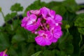 Pelargonium geranium bloom nature flower color botanical summer