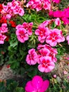 pelargonium geranium is a flower present everywhere, both in outdoor and indoor arrangements