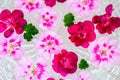 Pelargonium geranium flower on water background