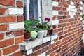 Pelargonium and geranium in flowerpots on the windowsill of a rural house outside on a background of a red brick wall. Purple