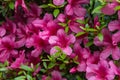 Pelargonium geranium group bright cerise