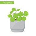 Pelargonium, Geranium. House plant, Decorative plant concept.