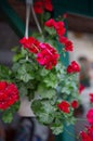 Pelargonium geranium. Red flowering plants in a pot. Vegetative background. Floriculture concept Royalty Free Stock Photo