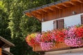 Pelargonium geranium on the terrace of a house