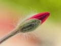 Pelargonium geraniums buds Royalty Free Stock Photo