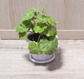 Pelargonium, Gerganium in a flower pot. Bright green leaves, young shoots, sprout, seedling. Home flower pelargonium. Floriculture Royalty Free Stock Photo