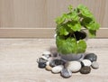 Pelargonium, Gerganium in a flower pot. Bright green leaves, young shoots, sprout, seedling. Home flower pelargonium. Floriculture Royalty Free Stock Photo