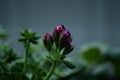 Pelargonium Grandeur Ivy Velvet Royalty Free Stock Photo