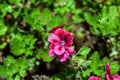 Pelargonium grandiflorum