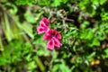 Pelargonium grandiflorum