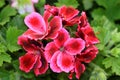 Pelargonium Grandiflorum or French Geranium flowers