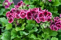 Pelargonium grandiflorum Royalty Free Stock Photo