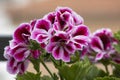 Pelargonium grandiflorum