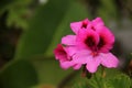 Pelargonium grandiflorum