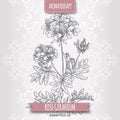 Pelargonium graveolens aka rose geranium sketch on elegant lace background.