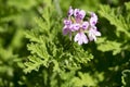 Pelargonium graveolens in bloom, ornamental flowers Royalty Free Stock Photo