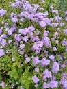 Pelargonium graveolens