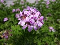 Close up of Rose Geranium Pelargonium Graveolens flower