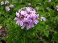 Close up of Rose Geranium Pelargonium Graveolens flower