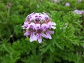 Close up of Rose Geranium Pelargonium Graveolens flower