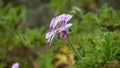 Pelargonium graveolens known as Rose scented pelargonium, Citronella, Sweet, Rose scented Geranium