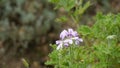 Pelargonium graveolens known as Rose scented pelargonium, Citronella, Sweet, Rose scented Geranium