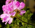 Pelargonium graveolens