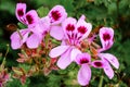 Pelargonium graveolens plant also known as Rose geranium with pink flowers Royalty Free Stock Photo