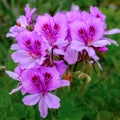 Pelargonium graveolens plant also known as Rose geranium with pink flowers Royalty Free Stock Photo