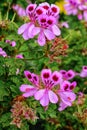 Pelargonium graveolens plant also known as Rose geranium with pink flowers Royalty Free Stock Photo