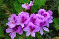 Pelargonium graveolens plant also known as Rose geranium with pink flowers Royalty Free Stock Photo